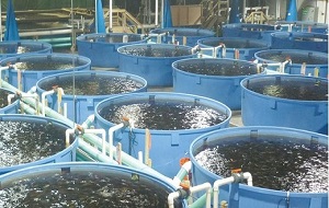MoEW Signs MoU to Increase Fish Farming Production in the UAE