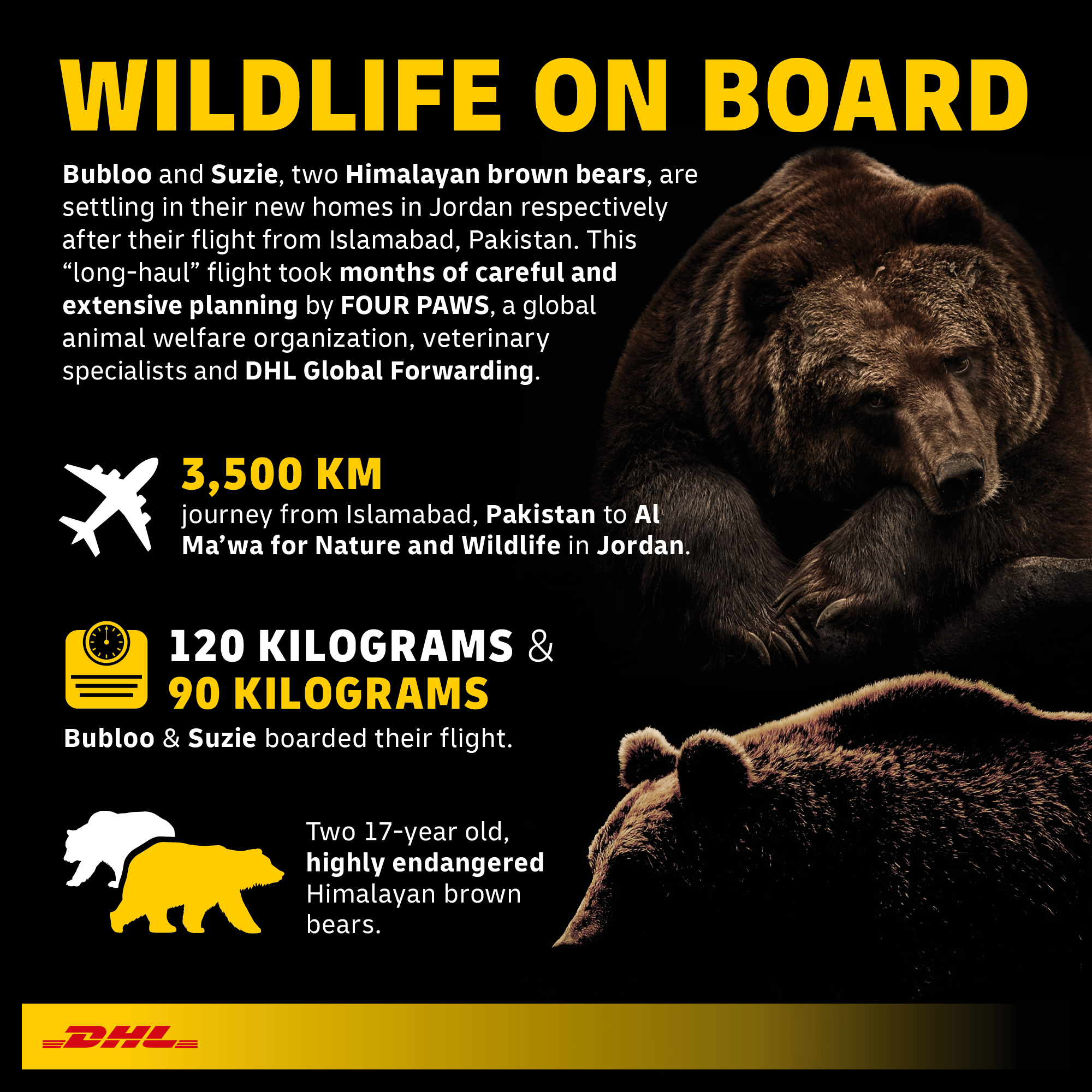 Bears in the air: DHL flies two Himalayan brown bears to their new homes