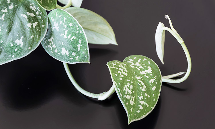 Plants at home can improve your mental well-being: Study