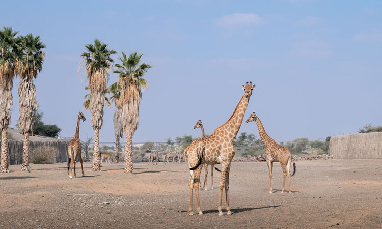 World’s largest Safari Park outside Africa in Sharjah opens its doors for public
