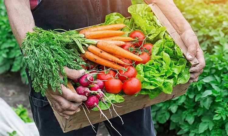 Eating vegetables ‘unlikely’ to protect against heart disease, study says