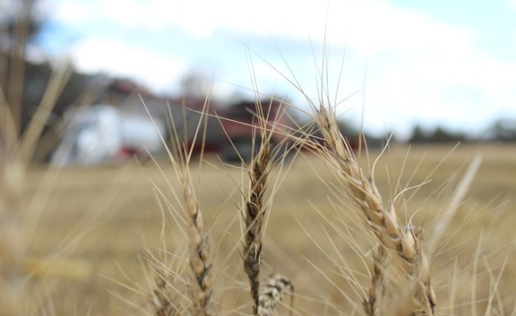 Australia set for 3rd year of bumper wheat harvests, easing world supply woes