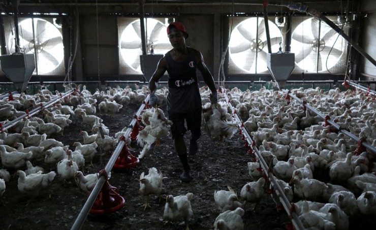 Singapore’s de-facto national dish in the crossfire as Malaysia bans chicken exports
