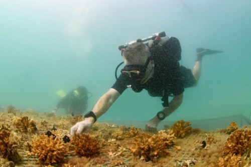 Atlantis, The Palm Announces $120,000 Of Funding To Support Nine Uae Conservation And Sustainability Projects For 2022-2023